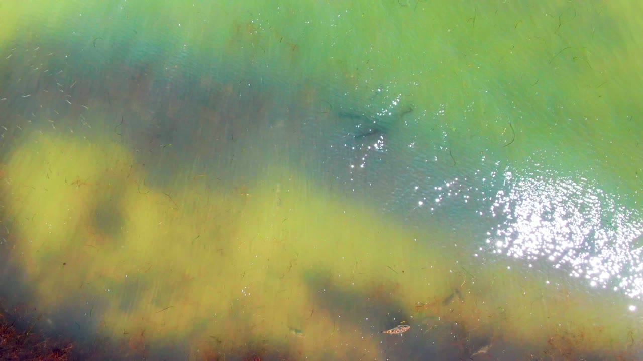 Algae-covered water with bright sunlight reflection.