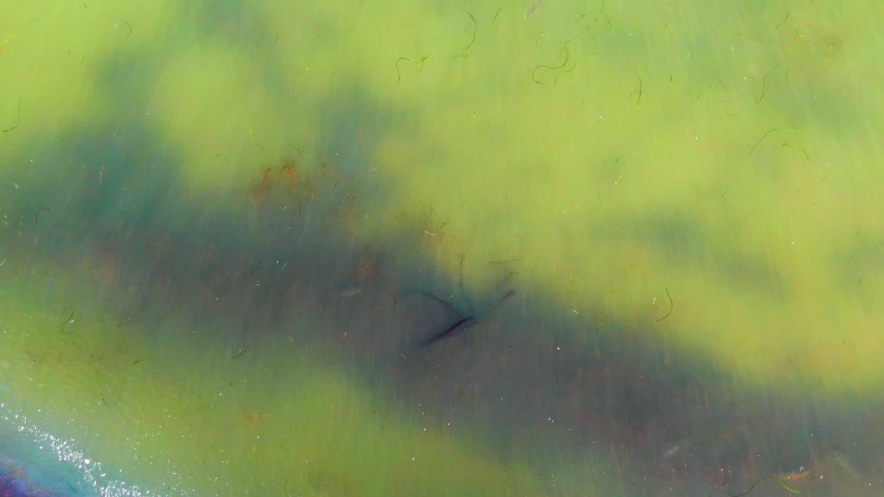 The water strider appears near the right side of a dark submerged band surrounded by green-yellow algae in La Bocana, Baja California Sur, with no visible people.