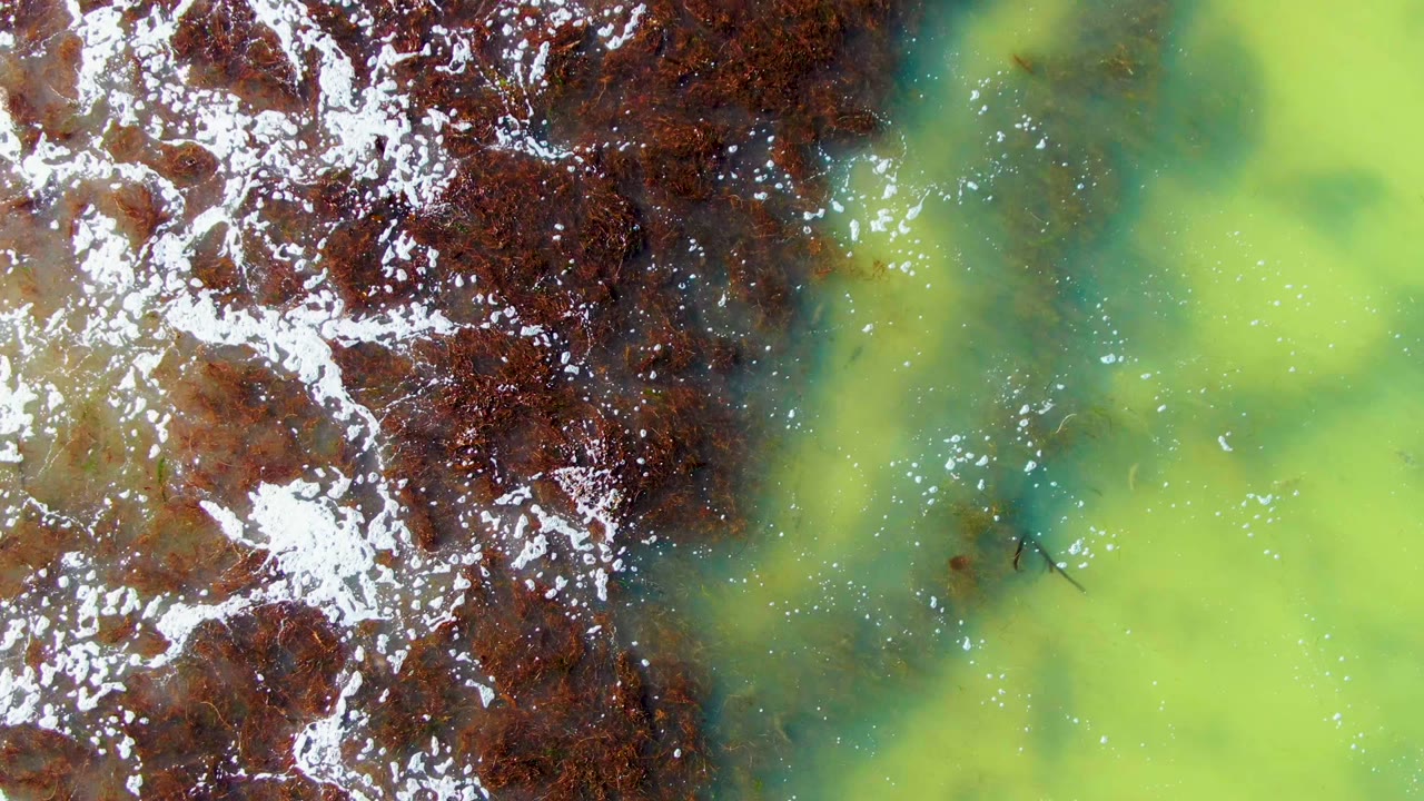 Foamy brown water edge spreading beside green shallows