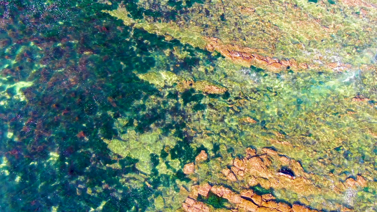 Clear overhead view in La Bocana, Baja California Sur, with darker seaweed filling the left side, lighter submerged rock across the upper area, and no visible people.