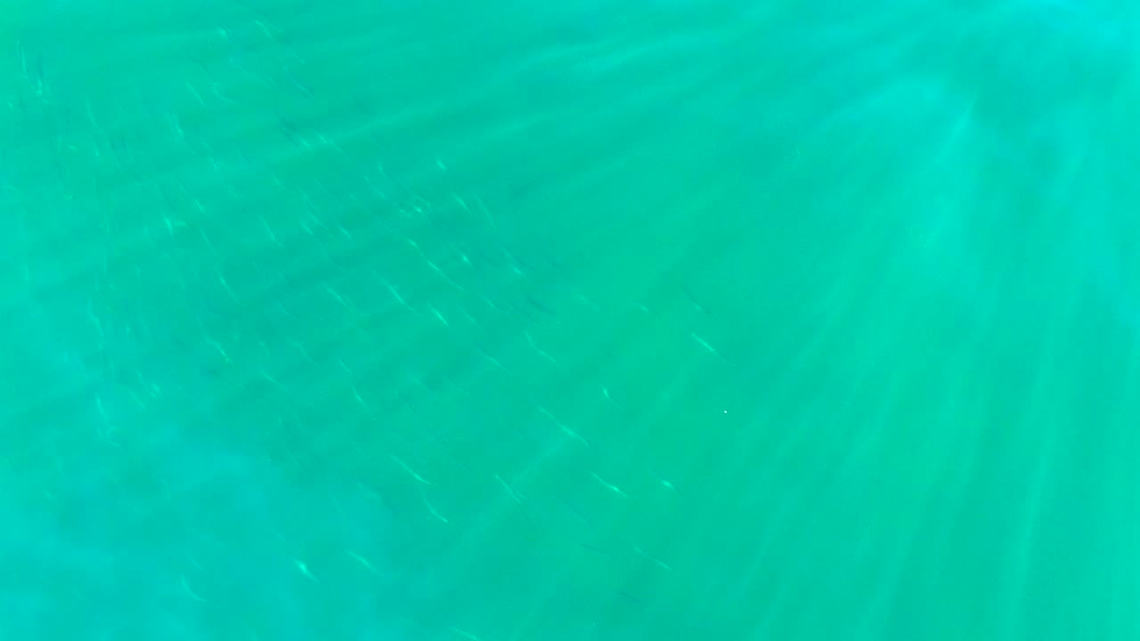 Blue-green water with scattered tiny fish and light rays.