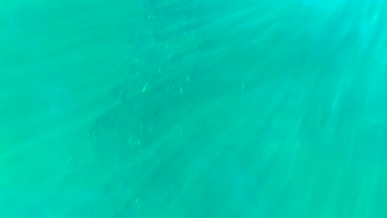 Turquoise water with a vertical cluster of small fish.