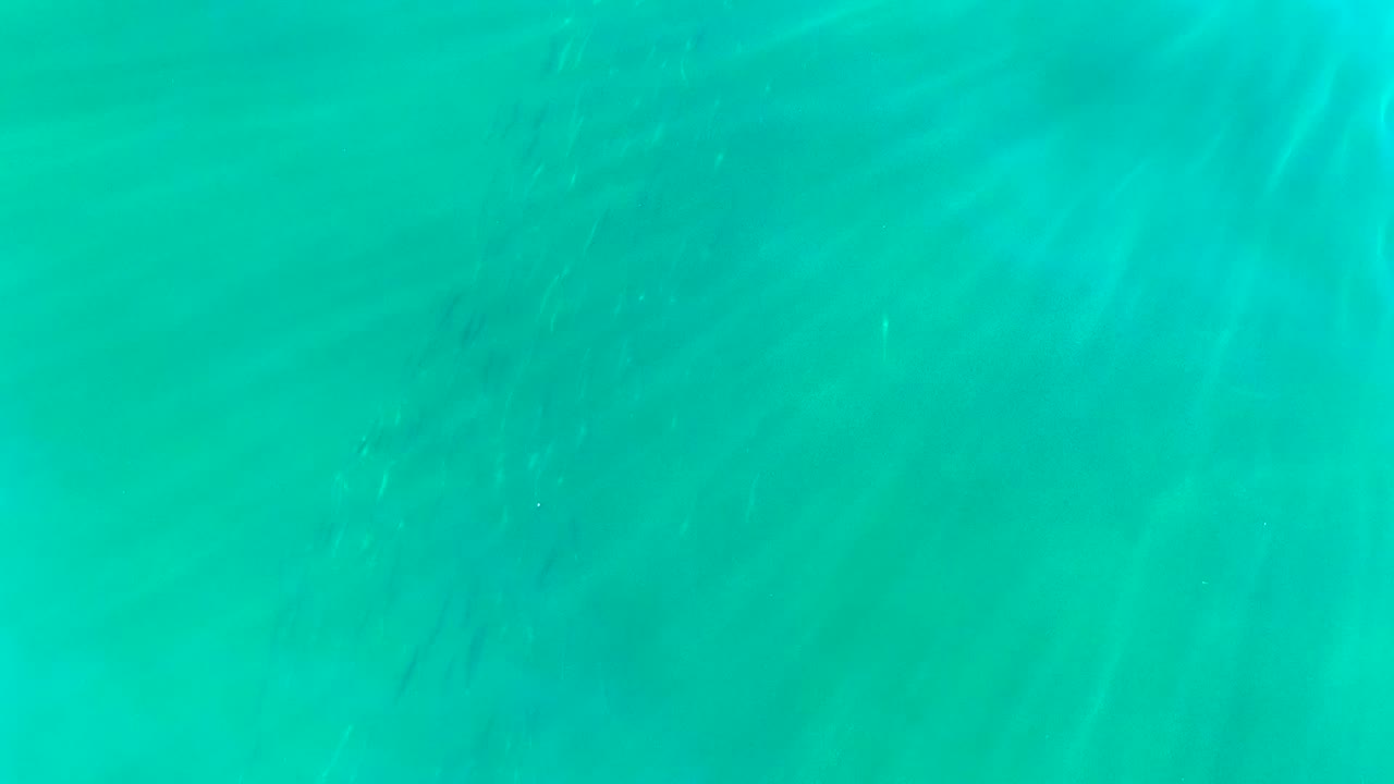 Small fish are scattered in a loose column beneath clear blue-green water in La Bocana, Baja California Sur, with no visible people.