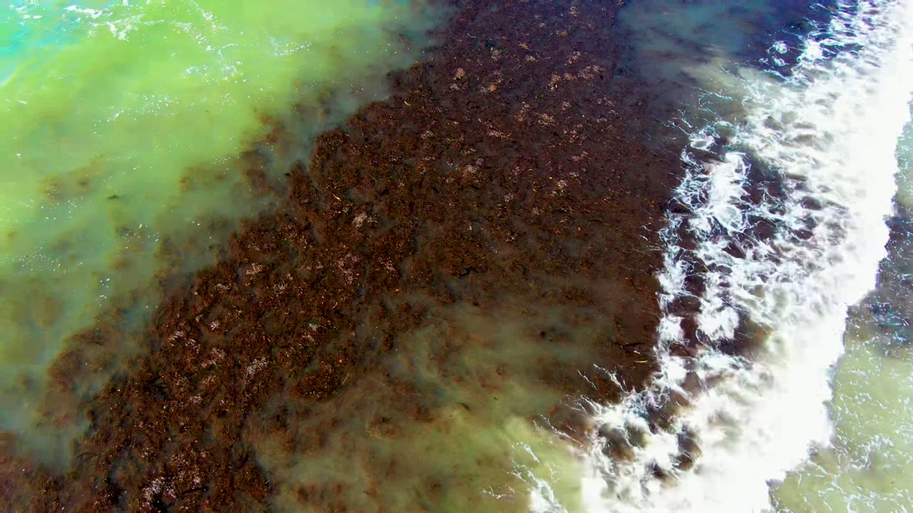 Overhead view of green water and a dark brown algae or seaweed bed in La Bocana, Baja California Sur, with a white foamy wave band crossing near the center and no visible people.