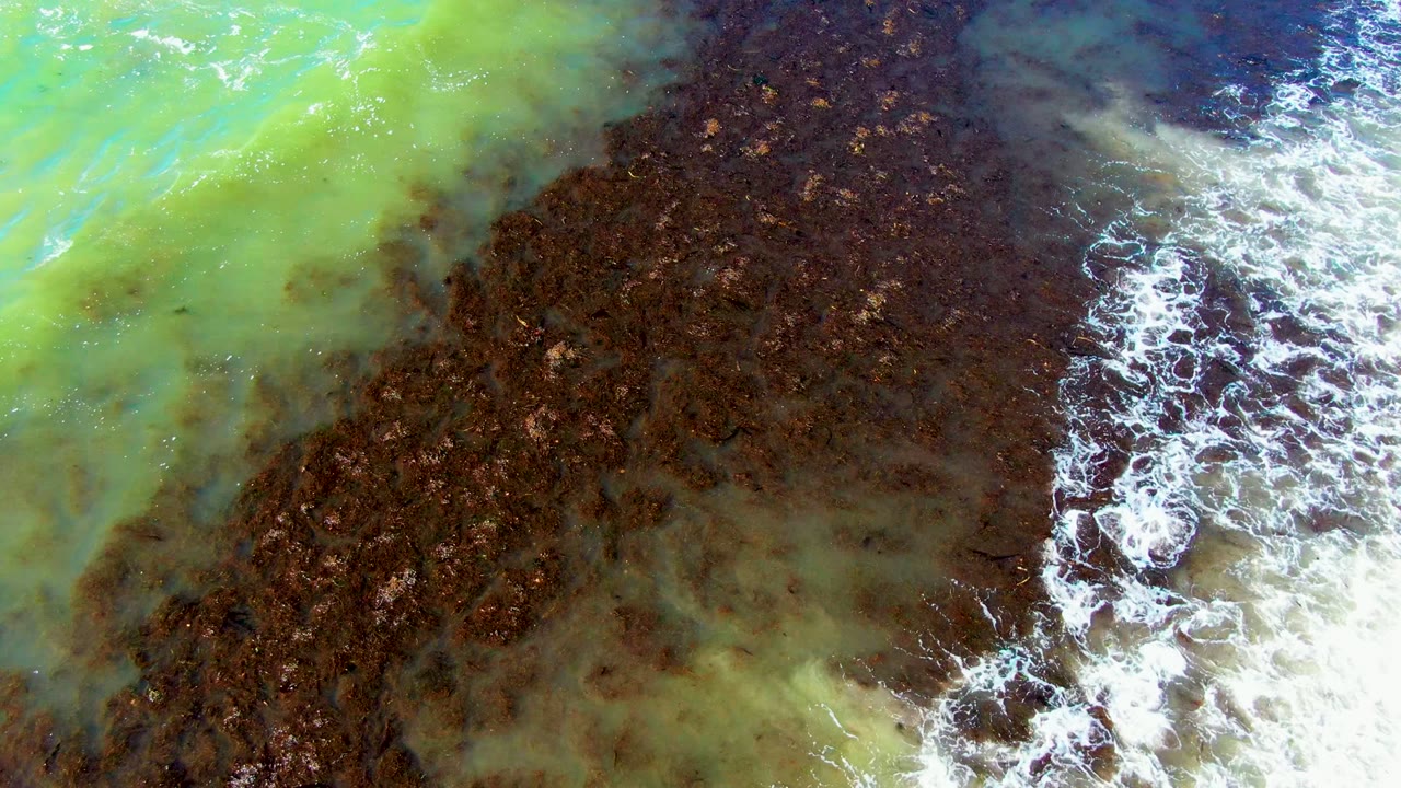 Top-down frame in La Bocana showing a wide brown seaweed area with pale green water at the upper left and a broken white surf line along the right side, with no visible people.