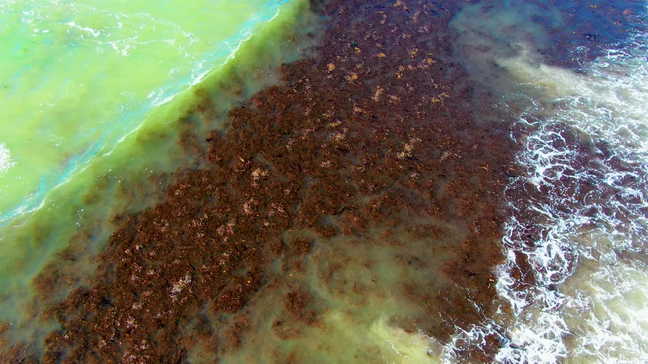 A diagonal edge of pale green water cuts across the upper left of a brown algae or seaweed field in La Bocana, with white foam curling near the right edge and no visible people.