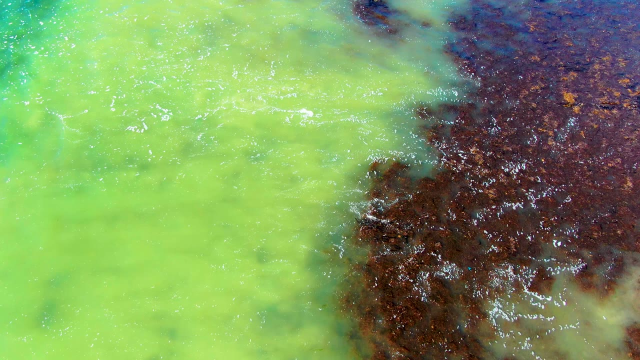 Overhead view in La Bocana, Baja California Sur, where bright green water meets dark brown water along an irregular edge, with no visible people.