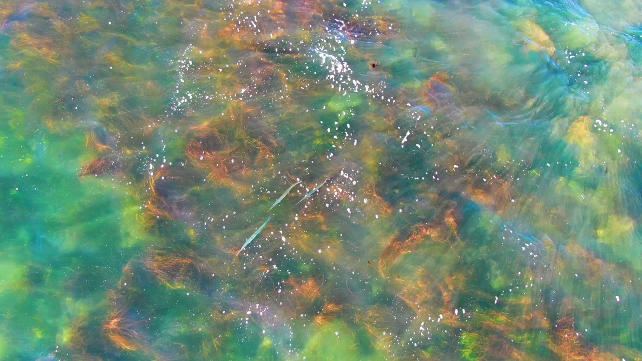 Top-down view of clear shallow water in La Bocana, Baja California Sur, with brown underwater vegetation, green color shifts, tiny light reflections, and no visible people.