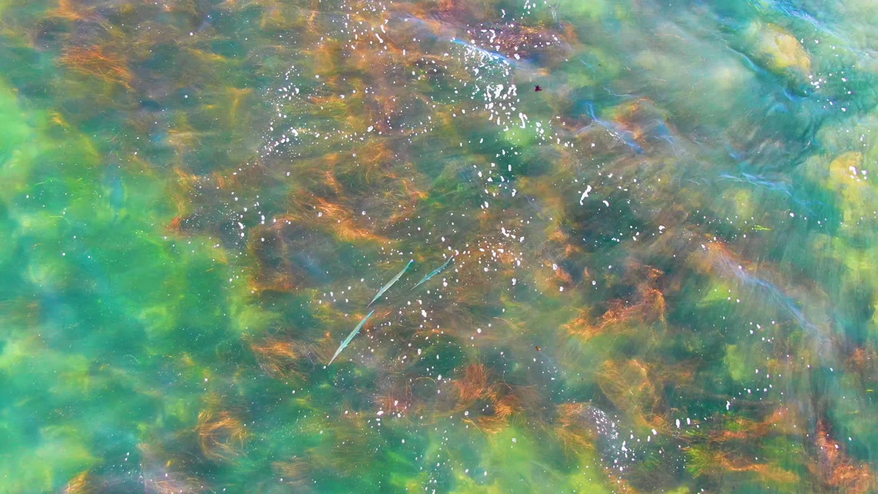 Rippling green water over brown underwater plants with a pale fish shape near center.
