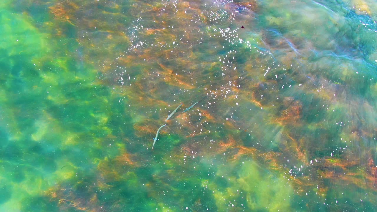 A small pale fish is visible in clear shallow water at La Bocana, surrounded by green water, brown underwater vegetation, and scattered bright surface glints, with no visible people.