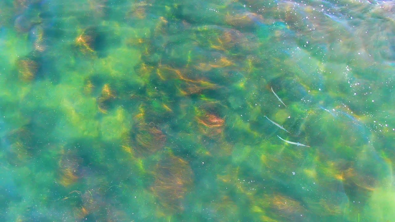Small pale fish crossing clear shallow water above rocks.