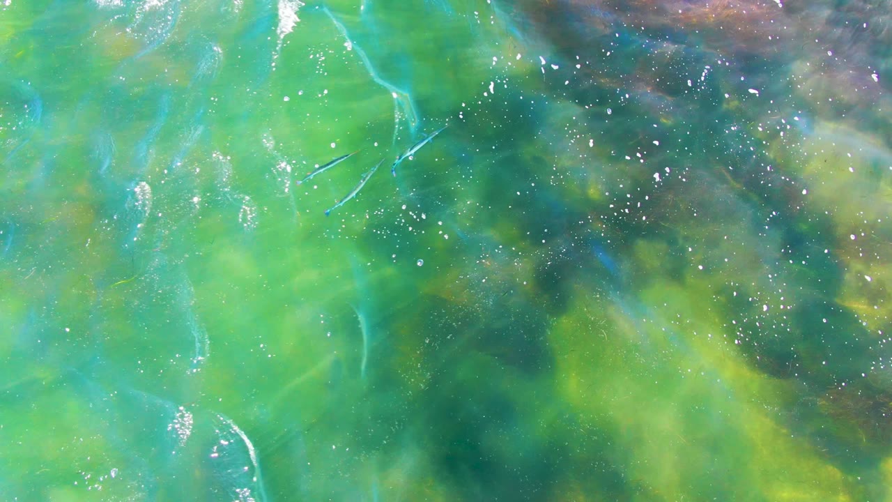 Overhead view of clear green shallow water in La Bocana, Baja California Sur, with small pale fish near the upper left and no visible people.