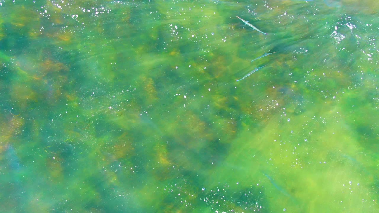 Overhead La Bocana water detail with bright green shallows, white ripple highlights, a thin fish form near center, and no visible people.
