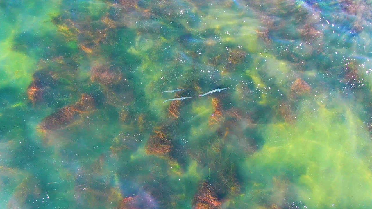 A small pale fish is visible near the upper middle of clear green-blue water over brown and green seaweed in La Bocana, with no visible people.
