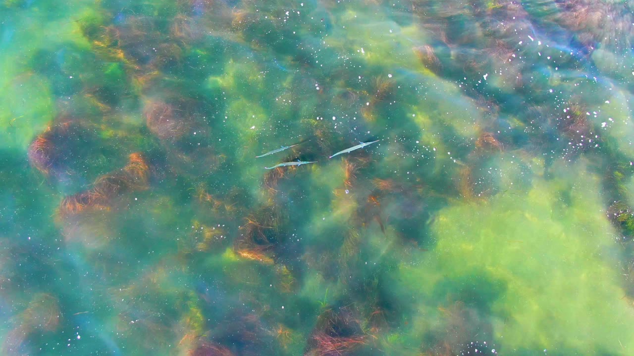Fish crossing shallow water above seaweed