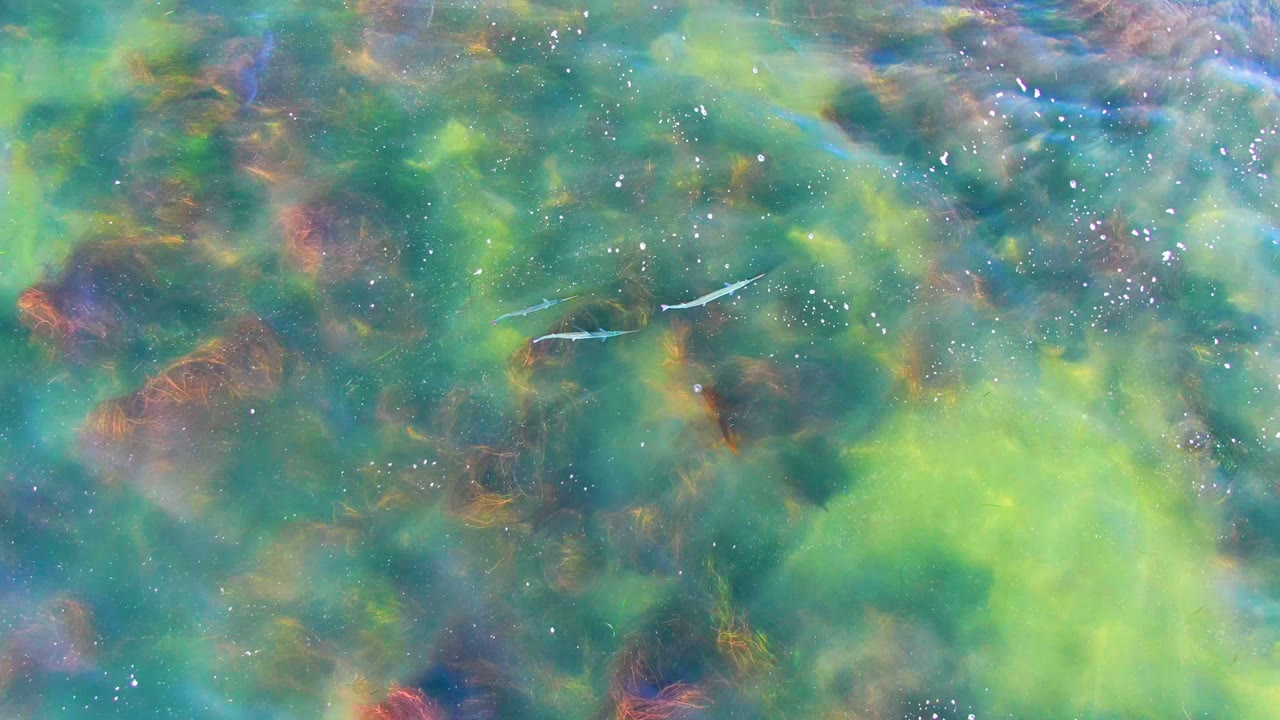 A small fish sits near the upper center-right as bright green cloudy water and darker seaweed fill the La Bocana frame, with no visible people.