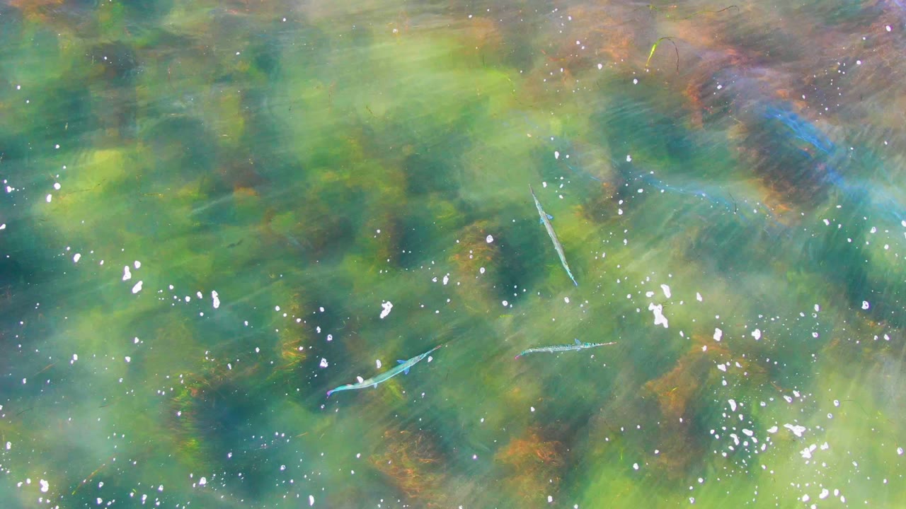Overhead view of small fish in clear green water at La Bocana, Baja California Sur, with scattered bubbles, dark seaweed patches, warm underwater tones, and no visible people.
