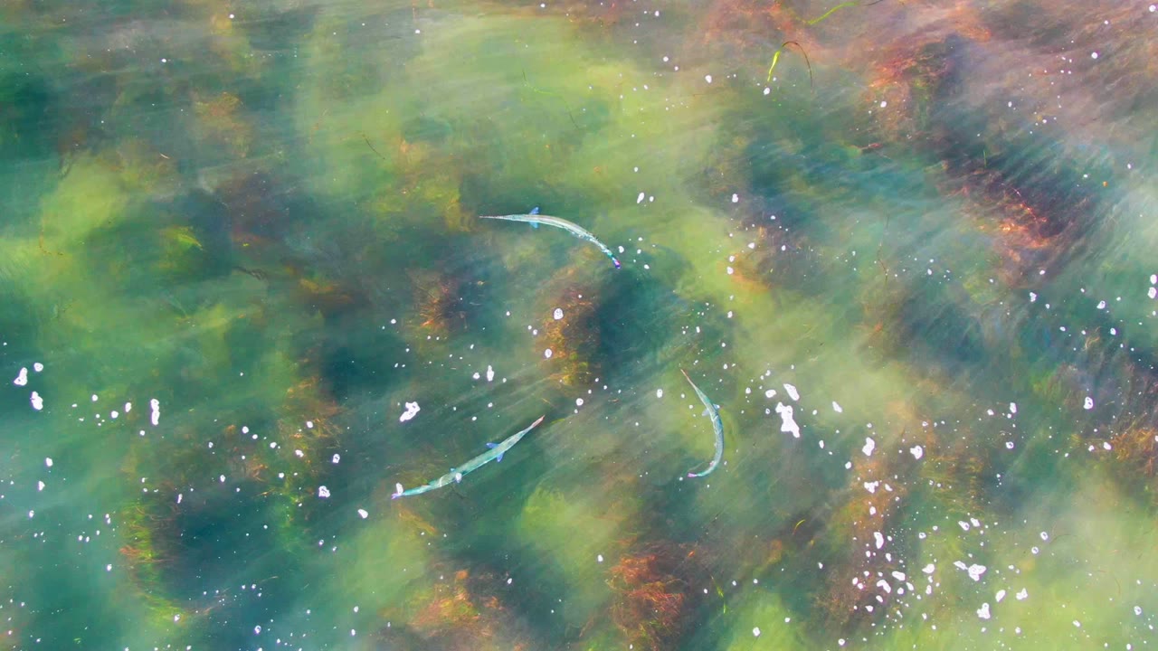 Several small fish crossing clear green water under bright surface sparkle.