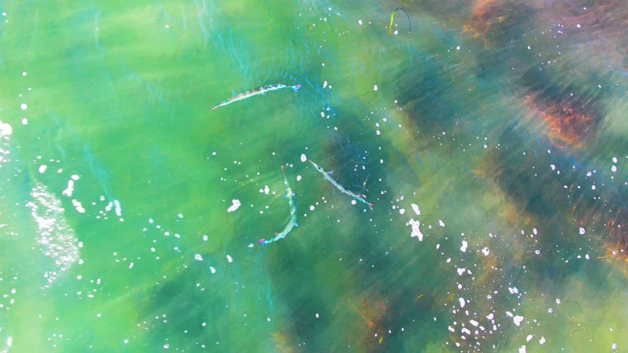 Small fish appear near a brighter turquoise patch of shallow water at La Bocana, Baja California Sur, with bubbles, ripples, and darker aquatic growth visible underneath, with no visible people.