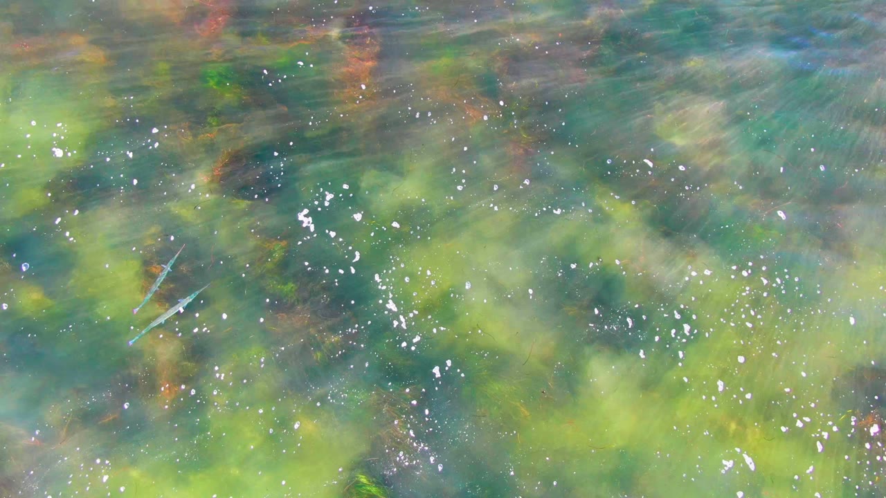 Overhead shallow water in La Bocana, Baja California Sur shows green aquatic plants under ripples, scattered white bubbles, and no visible people at the opening moment.