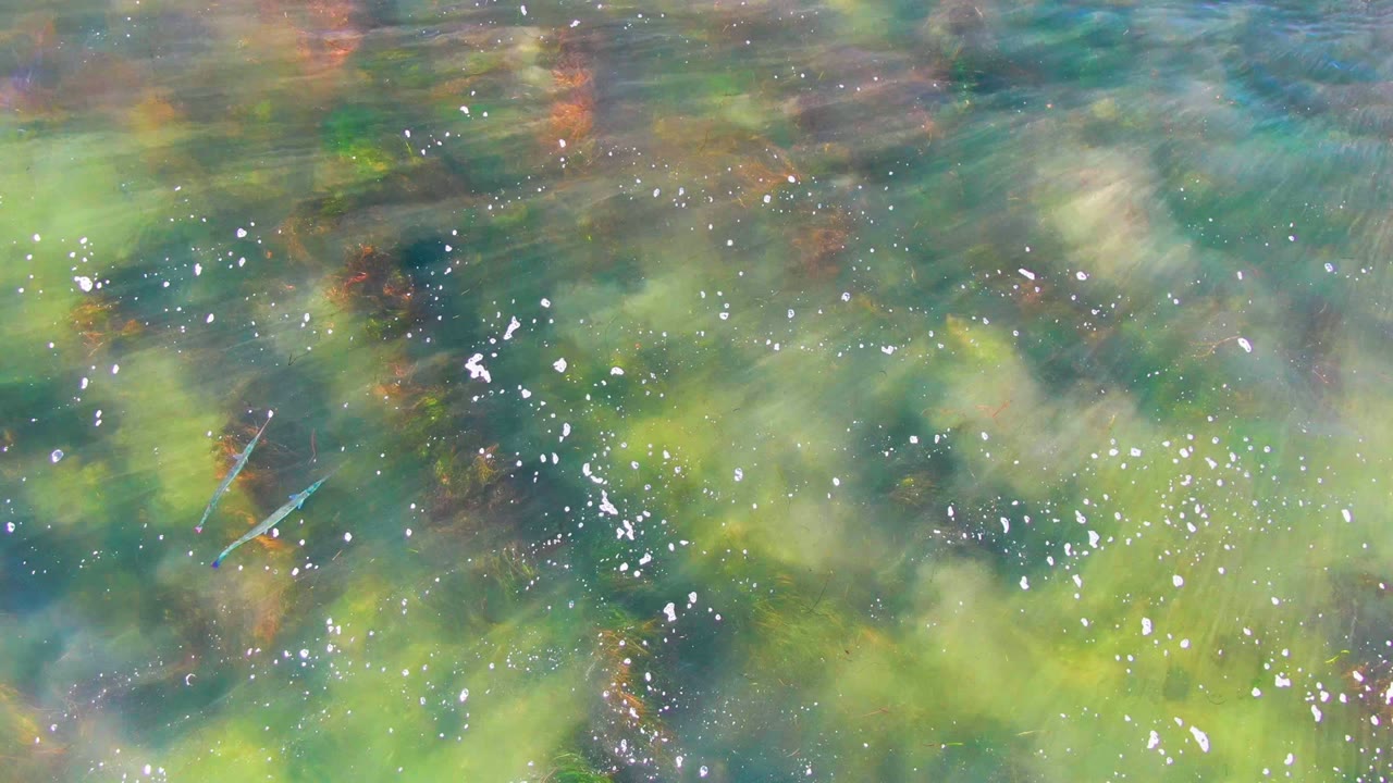 Clear water with algae-colored plants, bubbles, and a small slender fish shape.