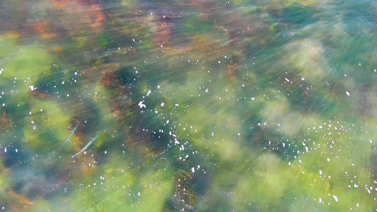 At 0:02, the overhead view remains filled by rippled shallow water over green-brown aquatic plants, with small white bubbles and no visible people.