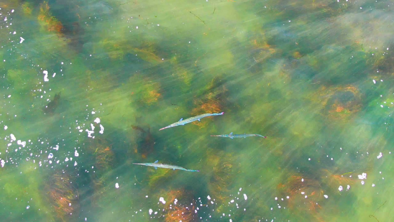 Small fish cross clear green shallow water over algae and underwater plants in La Bocana, Baja California Sur, with bright surface glints and no visible people.