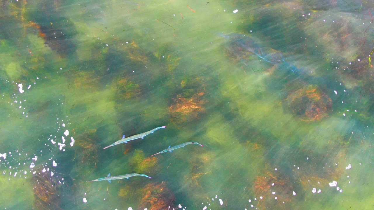 Fish spread across clear green water with underwater plants