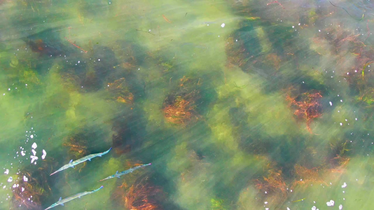 Small fish remain visible across the upper part of clear green shallow water in La Bocana, Baja California Sur, with ripples, algae patches, and no visible people.