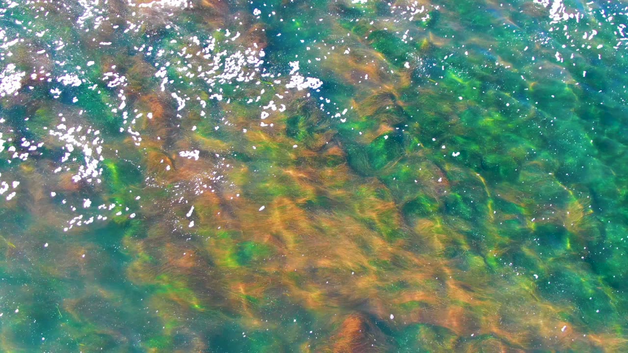 An overhead view in La Bocana shows brown seaweed strands spreading through green-blue water with sparkling highlights, with no visible people.