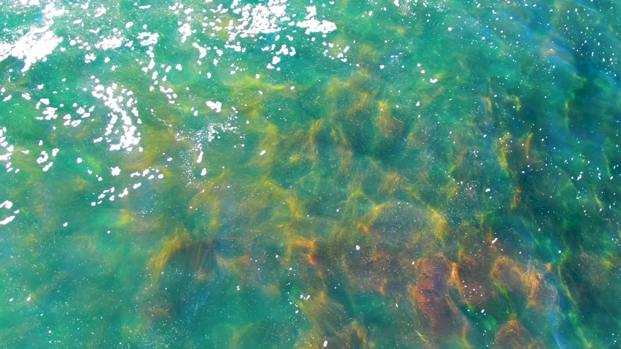 Overhead view of clear turquoise water in La Bocana with brown seagrass beneath the rippled surface and no visible people.