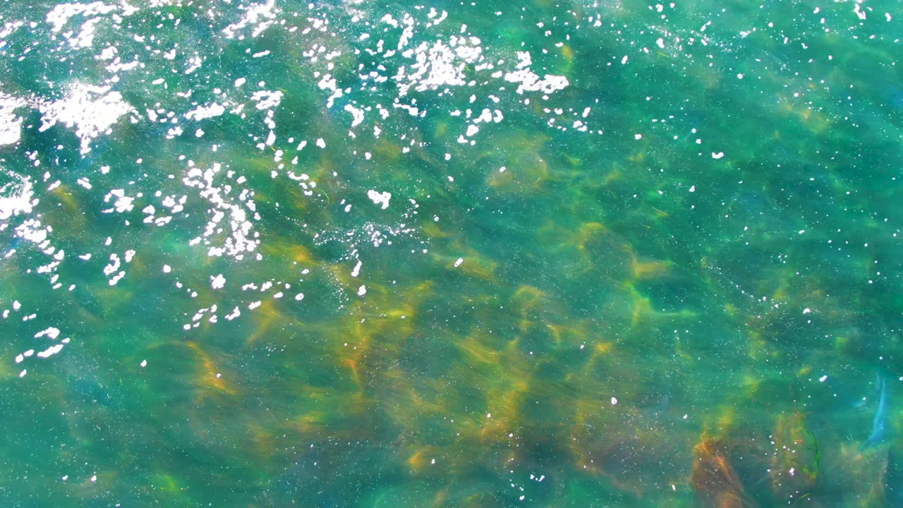 Clear shallow water with green tones, algae patches, and bright reflections.