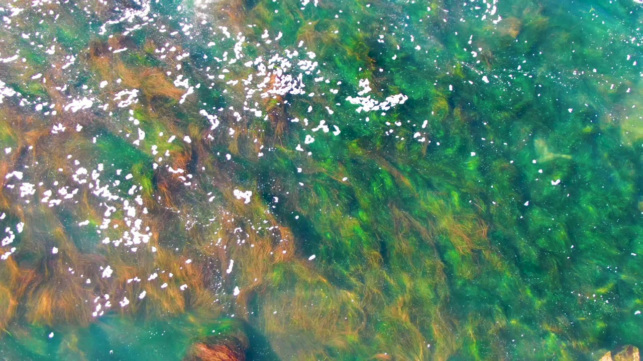 Clear shallow water in La Bocana, Baja California Sur with green and brown seagrass beneath bright sun reflections, no visible people.