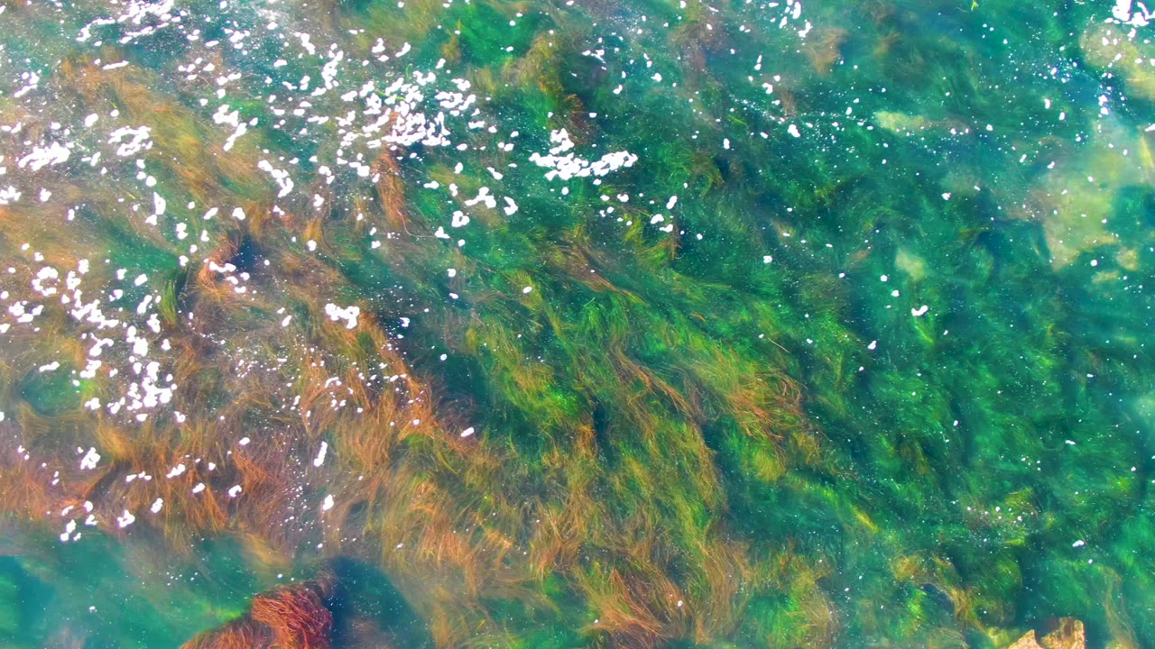 Turquoise water over submerged algae with white glints on the surface.