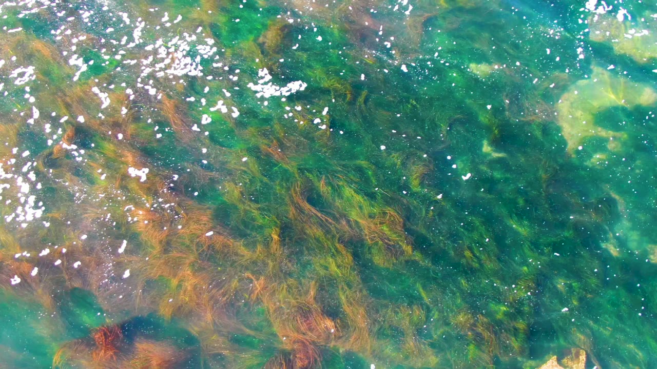 Shallow green water in La Bocana, Baja California Sur contains brown seagrass patches under shimmering surface highlights, no visible people.