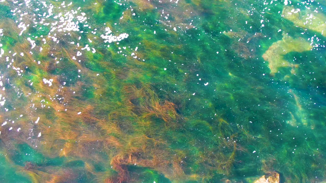 Clear coastal water with algae strands and a small pale rock near the edge.