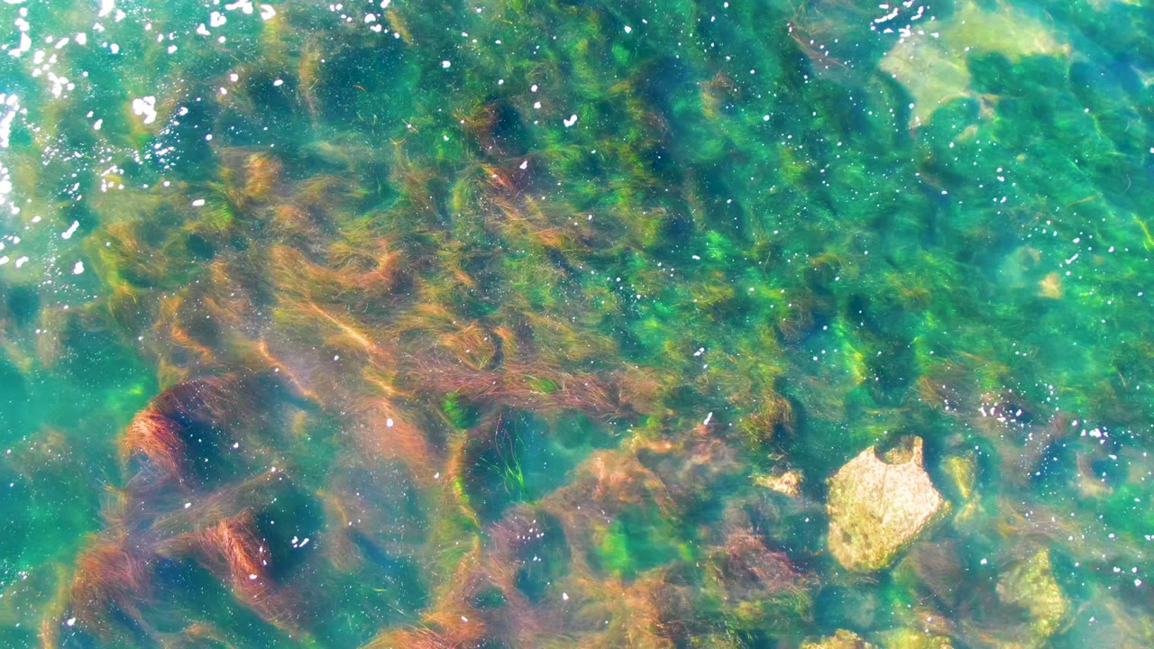 Clear shallow water in La Bocana, Baja California Sur shows green and brown seaweed, pale submerged rocks, and no visible people at the start of the clip.