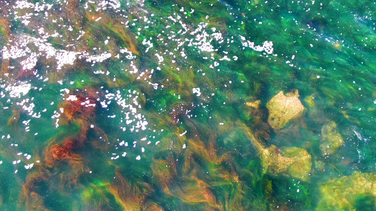 Clear coastal water with drifting seaweed, pale rocks, and scattered white highlights.
