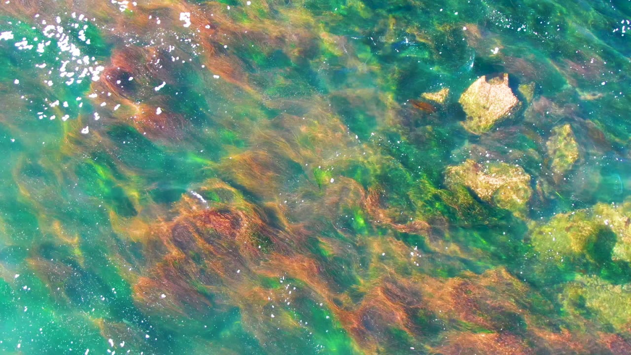 Overhead view of clear shallow water in La Bocana, Baja California Sur, with brown seaweed, green algae tones, pale rocks, surface sparkle, and no visible people.