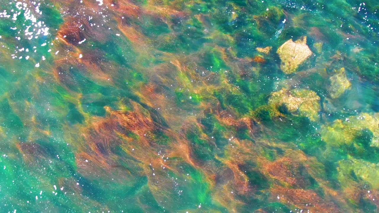 Turquoise water over seaweed and submerged rocks