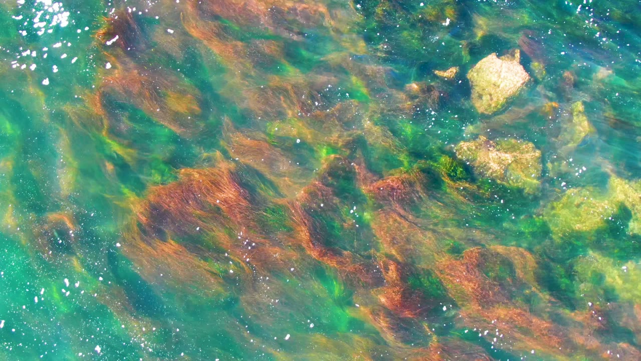 Overhead shallow water in La Bocana contains scattered pale rocks and darker brown seaweed patches under a glossy rippled surface, with no visible people.