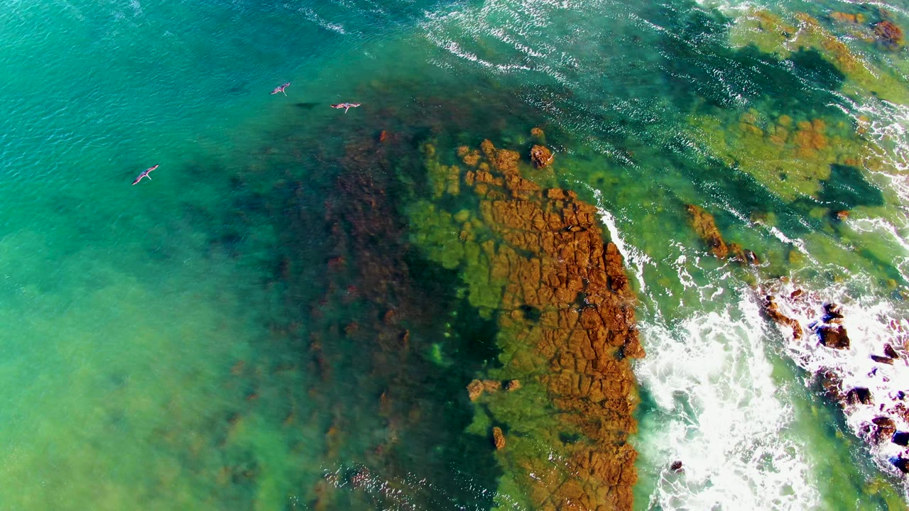 Birds flying over green shallows and brown rocks with surf foam