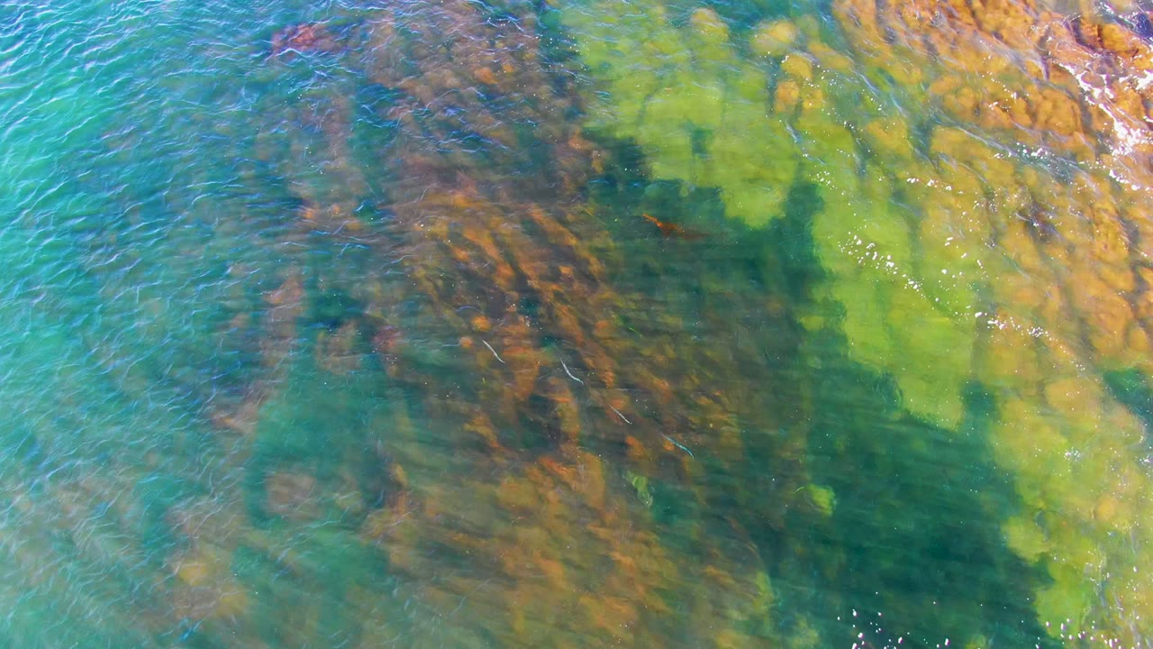 Overhead frame from La Bocana, Baja California Sur showing clear turquoise water over green algae and brown rocky seabed, with no visible people.
