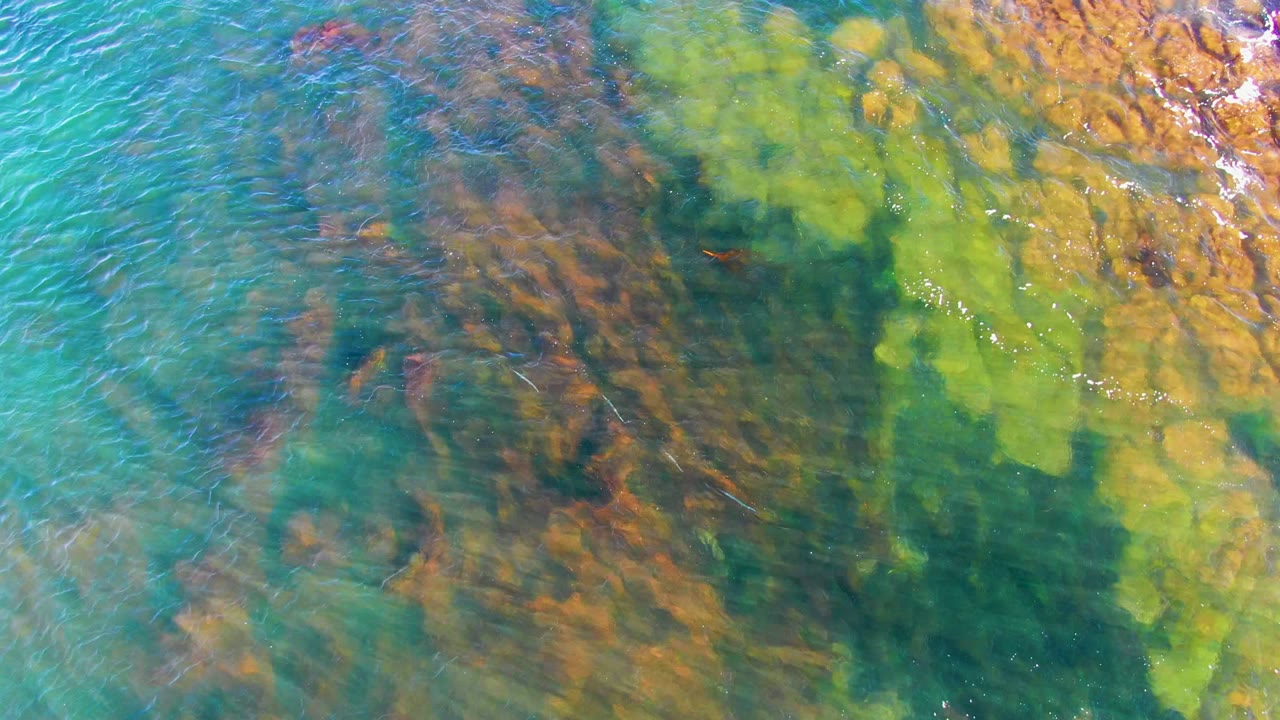 Clear water ripples over green algae patches and darker rocks.