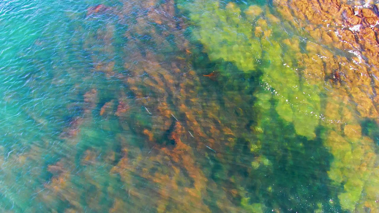At 0:02, the overhead La Bocana view holds on transparent water with green algae, darker submerged shapes, and orange-brown rock along the upper right edge, with no visible people.