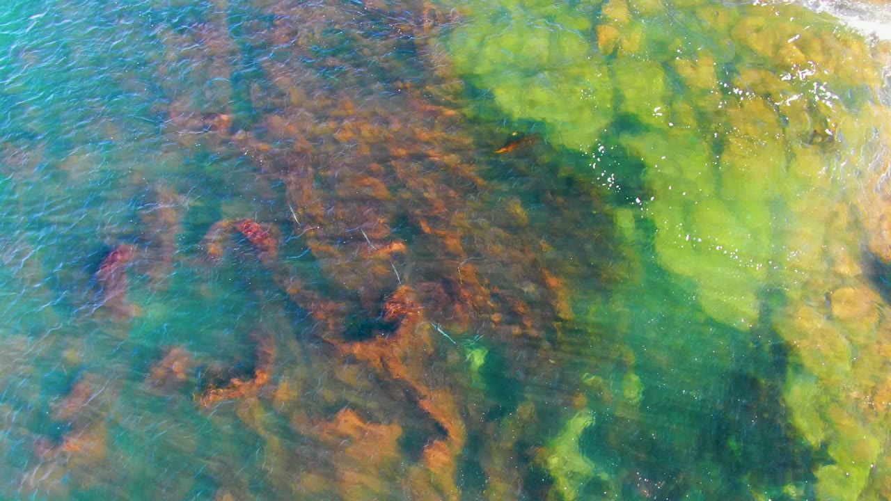 Overhead view of shallow turquoise water in La Bocana, Baja California Sur, with green algae and reddish-brown seaweed beneath ripples, no visible people.