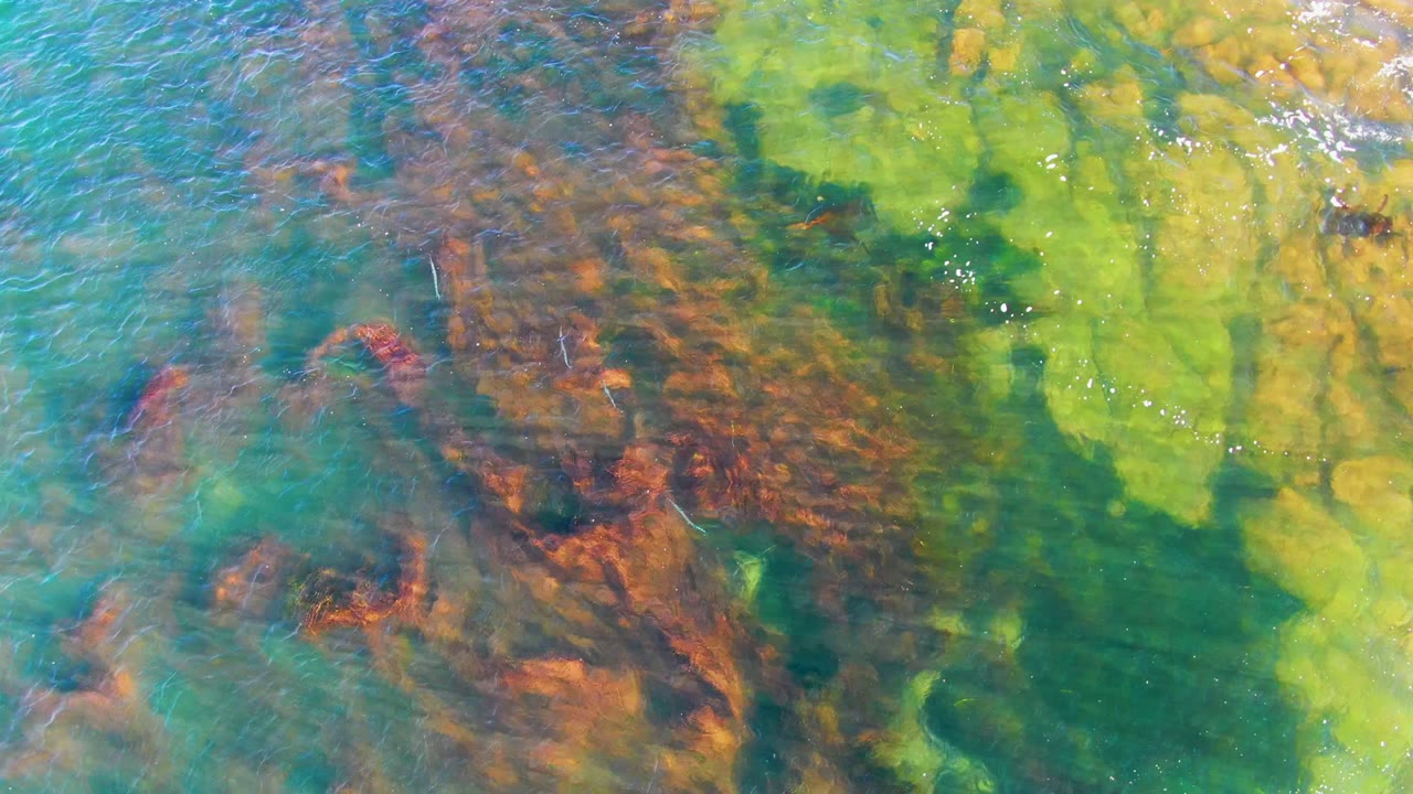 Reddish-brown seaweed patches under rippled green and turquoise water.
