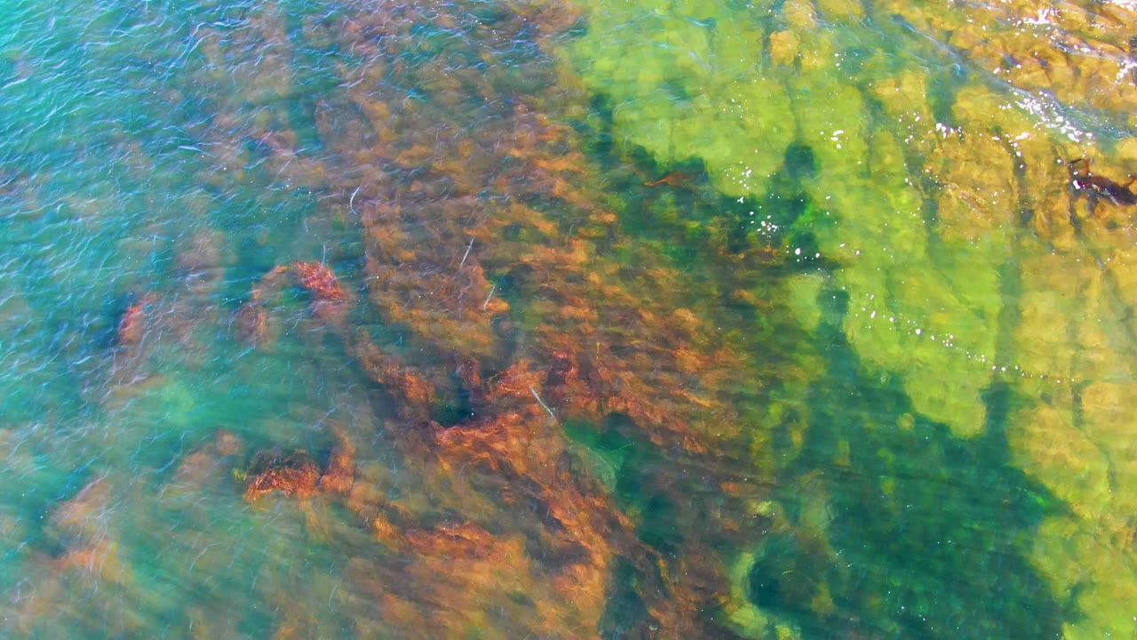 Overhead frame from La Bocana with a broad green algae area on the right, brown seaweed across the middle, and clear rippled water with no visible people.