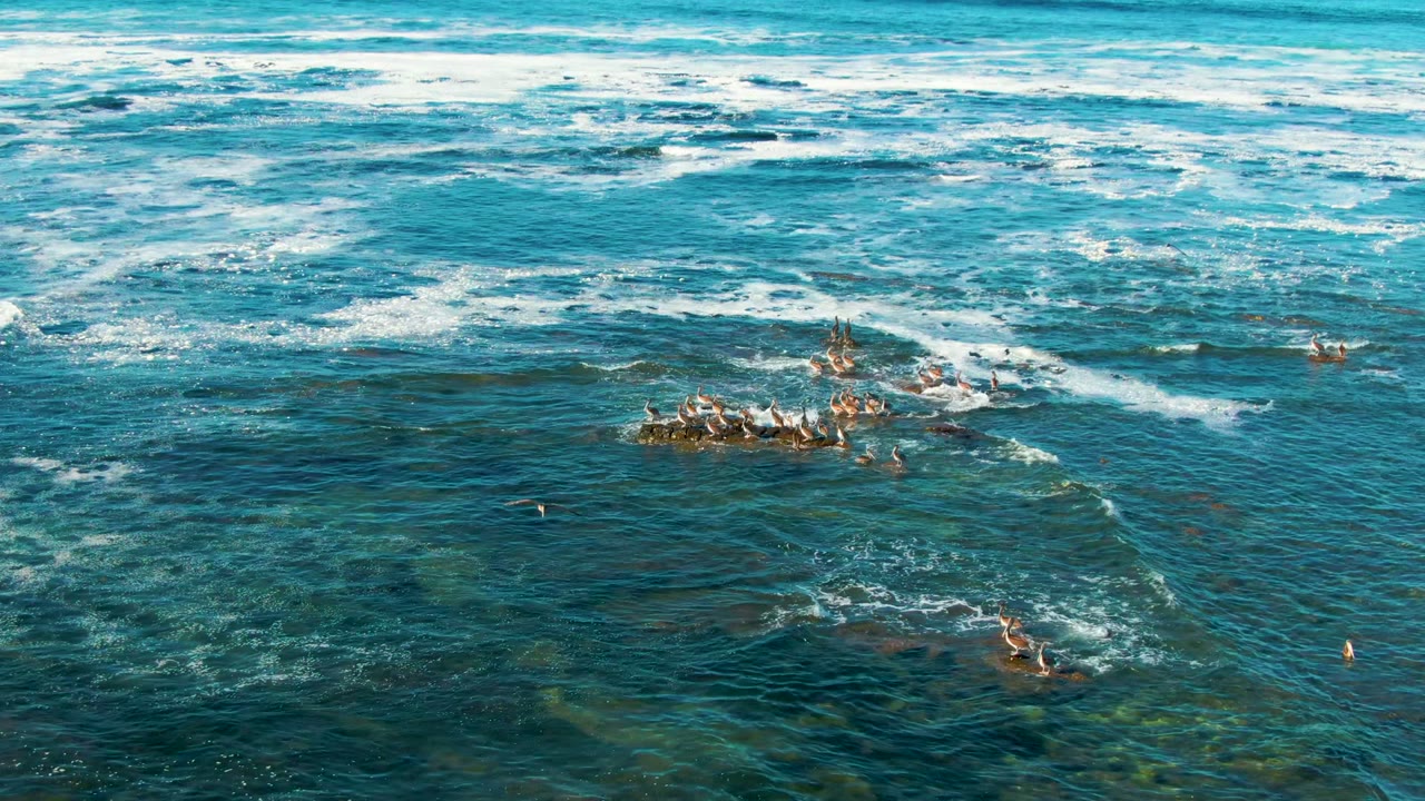 Aerial view in La Bocana, Baja California Sur, Mexico, showing seabirds gathered on a shallow reef amid turquoise water, foam streaks, and no visible people.