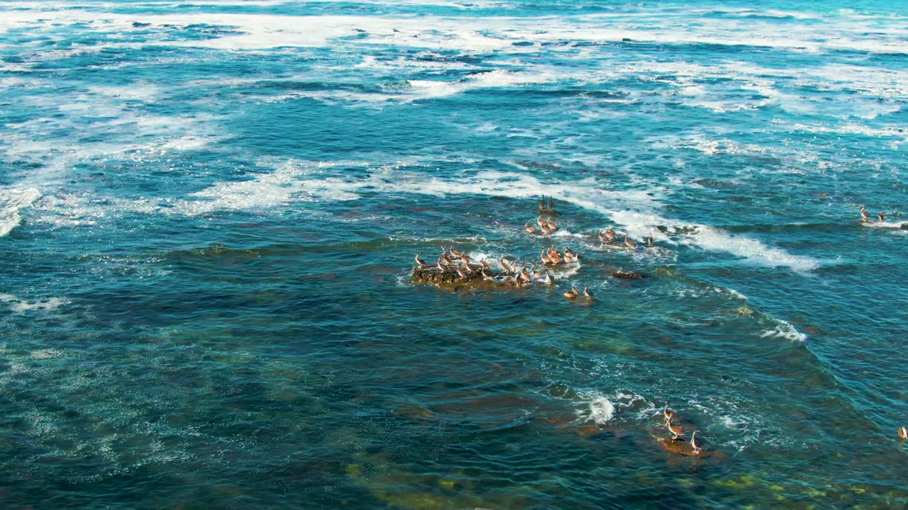 Aerial frame over La Bocana, Baja California Sur, Mexico, with the bird cluster near center, white surf bands above it, darker reef patches below, and no visible people.